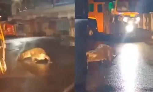 ಮಹಾರಾಷ್ಟ್ರದಲ್ಲಿ ಭಾರಿ ಮಳೆ: ರಸ್ತೆಗೆ ಬಂದ ಮೊಸಳೆ