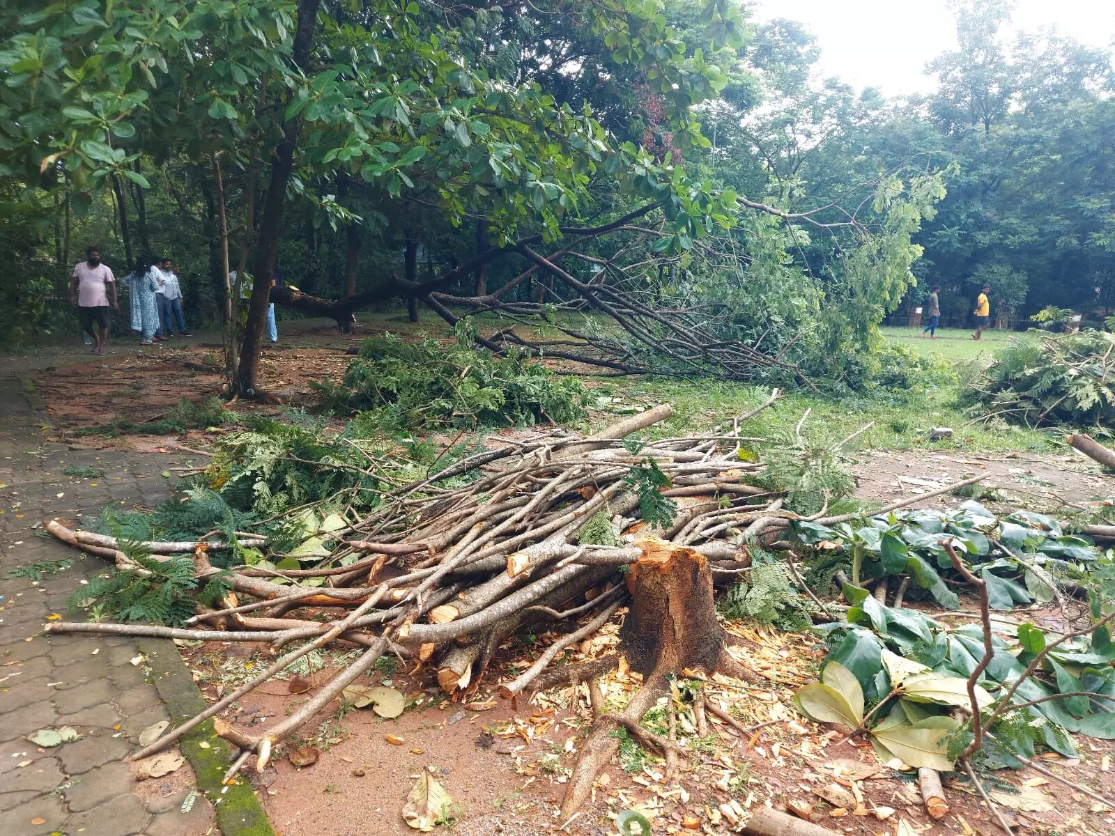 ಉಡುಪಿ ಭುಜಂಗ ಪಾರ್ಕ್ ನ ನಾಲ್ಕೈದು ಮರಗಳಿಗೆ ಕೊಡಲಿ ಏಟು: ಗುತ್ತಿಗೆದಾರನಿಗೆ 25 ಸಾವಿರ ರೂ. ದಂಡ ವಿಧಿಸಿದ ಪೌರಾಯುಕ್ತ