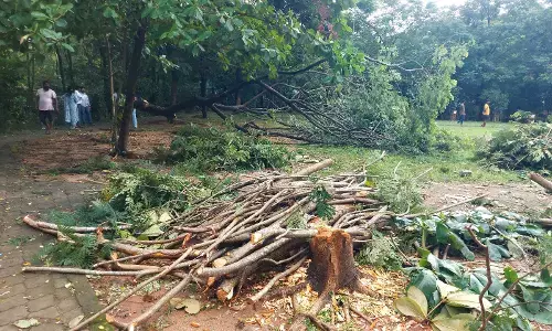 ಉಡುಪಿ ಭುಜಂಗ ಪಾರ್ಕ್ ನ ನಾಲ್ಕೈದು ಮರಗಳಿಗೆ ಕೊಡಲಿ ಏಟು: ಗುತ್ತಿಗೆದಾರನಿಗೆ 25 ಸಾವಿರ ರೂ. ದಂಡ ವಿಧಿಸಿದ ಪೌರಾಯುಕ್ತ