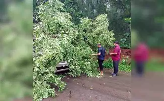ವಿಟ್ಲ | ಚಲಿಸುತ್ತಿದ್ದ ಕಾರಿನ ಮೇಲೆ ಬಿದ್ದ ಮರ: ಚಾಲಕ ಅಪಾಯದಿಂದ ಪಾರು
