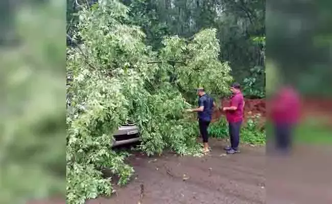 ವಿಟ್ಲ | ಚಲಿಸುತ್ತಿದ್ದ ಕಾರಿನ ಮೇಲೆ ಬಿದ್ದ ಮರ: ಚಾಲಕ ಅಪಾಯದಿಂದ ಪಾರು