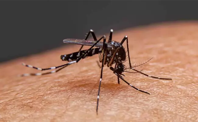 ಶಿವಮೊಗ್ಗ ಜಿಲ್ಲೆಯಲ್ಲಿ ಡೆಂಗಿ ಉಲ್ಬಣ: 292 ಪಾಸಿಟಿವ್ ಪ್ರಕರಣ