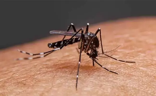 ರಾಜ್ಯದಲ್ಲಿ ಹೊಸದಾಗಿ 197 ಡೆಂಗಿ ಪ್ರಕರಣ ಪತ್ತೆ: ಓರ್ವ ಬಲಿ ರಾಜ್ಯದಲ್ಲಿ ಹೊಸದಾಗಿ 197 ಡೆಂಗಿ ಪ್ರಕರಣ ಪತ್ತೆ: ಓರ್ವ ಬಲಿ