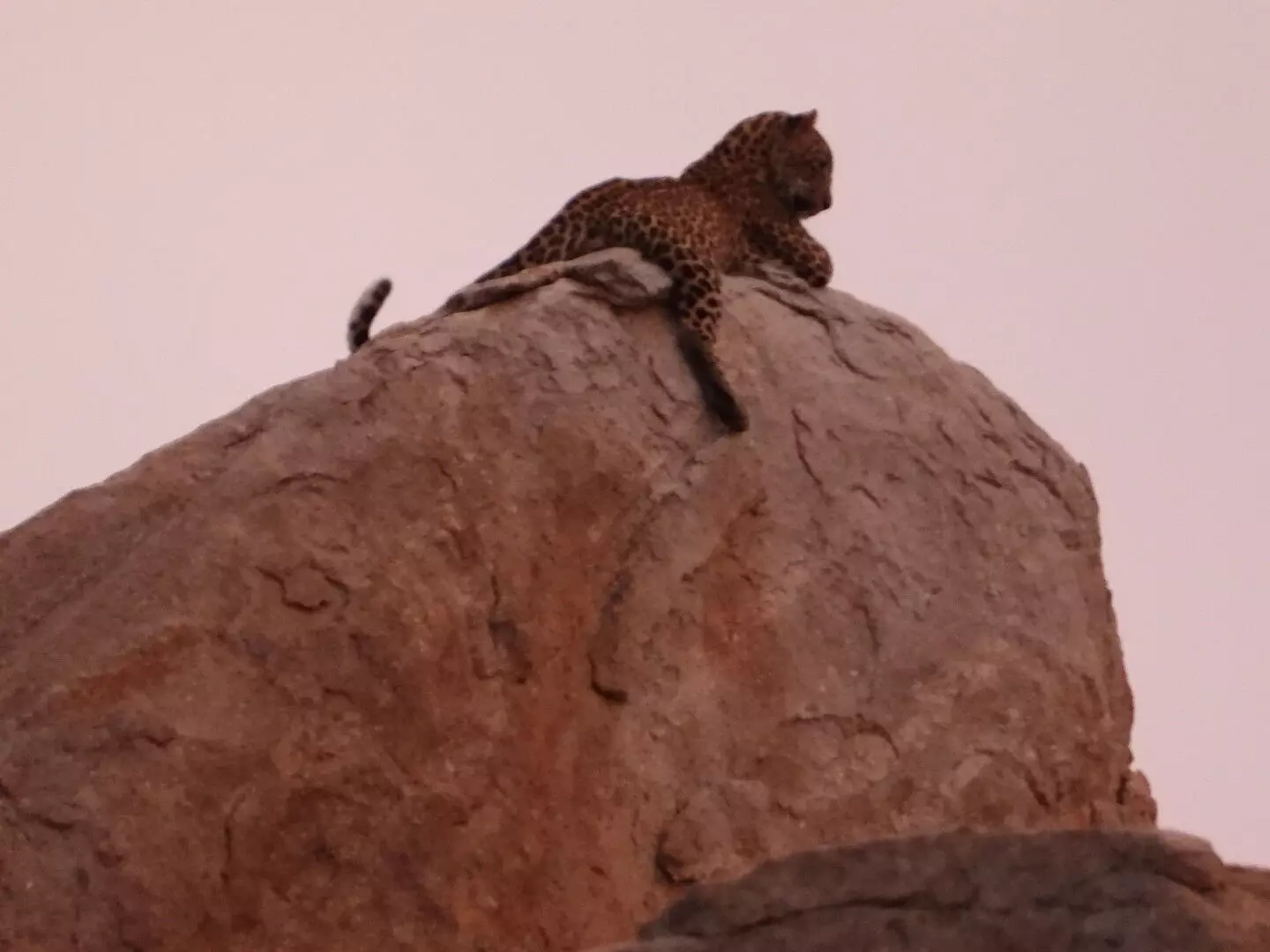 ವಿಜಯನಗರ | ಹಂಪಿಯಲ್ಲಿ ಚಿರತೆ ಪ್ರತ್ಯಕ್ಷ