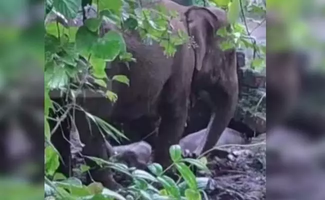 ಕೇರಳ: ಬಾವಿಗೆ ಬಿದ್ದ ಮರಿಯಾನೆಯನ್ನು ರಕ್ಷಿಸಿದ ತಾಯಿ ಆನೆ