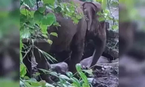 ಕೇರಳ: ಬಾವಿಗೆ ಬಿದ್ದ ಮರಿಯಾನೆಯನ್ನು ರಕ್ಷಿಸಿದ ತಾಯಿ ಆನೆ