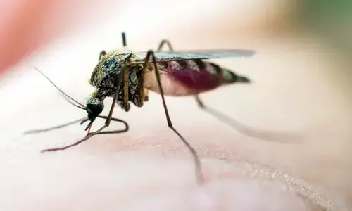 ರಾಜ್ಯಾದ್ಯಂತ 293 ಮಂದಿಗೆ ಡೆಂಗ್ಯೂ ದೃಢ, 100 ಮಂದಿ ಆಸ್ಪತ್ರೆಗೆ ದಾಖಲು