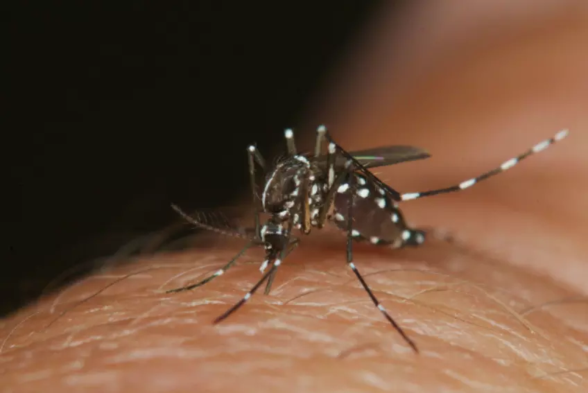 ರಾಜ್ಯಾದ್ಯಂತ 381 ಮಂದಿಗೆ ಡೆಂಗ್ಯೂ ದೃಢ, 88 ಮಂದಿ ಆಸ್ಪತ್ರೆಗೆ ದಾಖಲು