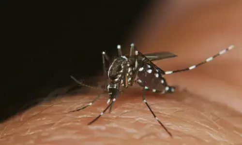 ರಾಜ್ಯಾದ್ಯಂತ 381 ಮಂದಿಗೆ ಡೆಂಗ್ಯೂ ದೃಢ, 88 ಮಂದಿ ಆಸ್ಪತ್ರೆಗೆ ದಾಖಲು