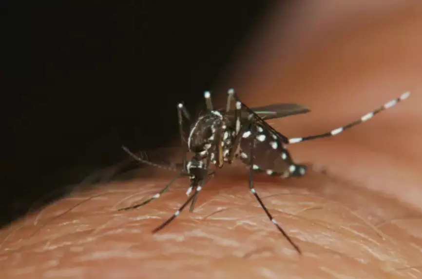 ರಾಜ್ಯಾದ್ಯಂತ 424 ಮಂದಿಗೆ ಡೆಂಗ್ಯೂ ದೃಢ, 119 ಮಂದಿ ಆಸ್ಪತ್ರೆಗೆ ದಾಖಲು