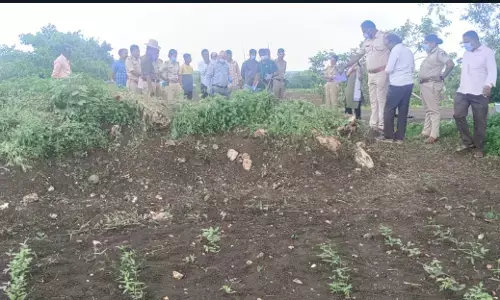 ಕಲಬುರಗಿ | ಕೃಷಿ ಜಮೀನಿನಲ್ಲಿ ಸುಟ್ಟ ಸ್ಥಿತಿಯಲ್ಲಿ ಮಹಿಳೆ ಮೃತದೇಹ ಪತ್ತೆ