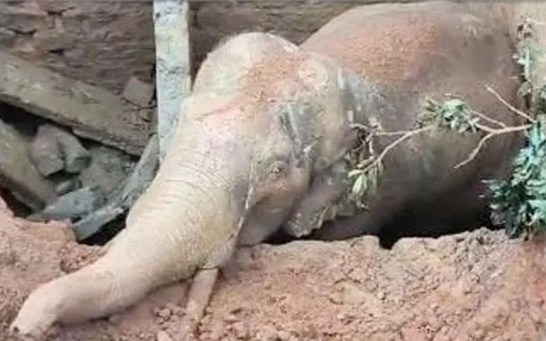 ಮಡಿಕೇರಿ | ಶೌಚಾಲಯದ ಗುಂಡಿಯಲ್ಲಿ ಸಿಲುಕಿದ್ದ ಕಾಡಾನೆಯ ರಕ್ಷಣೆ