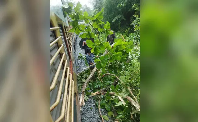 ಶಿವಮೊಗ್ಗ: ರೈಲ್ವೆ ಹಳಿಗಳ ಮೇಲೆ ಬಿದ್ದ ಬೃಹತ್ ಮರ; ರೈಲು ಸಂಚಾರದಲ್ಲಿ ವ್ಯತ್ಯಯ