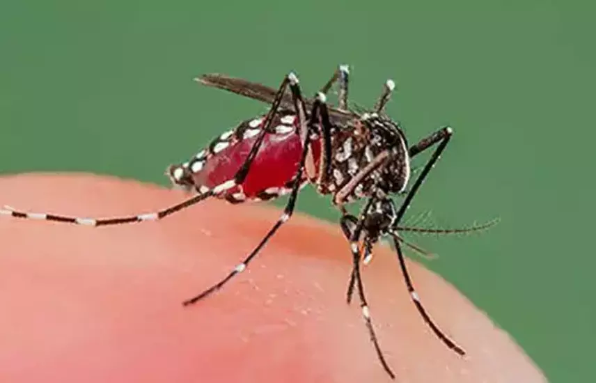 ಸಾಗರ | ಶಂಕಿತ ಡೆಂಗ್ಯೂ ಜ್ವರದಿಂದ ಬಳಲುತ್ತಿದ್ದ ಬಾಲಕ ಮೃತ್ಯು