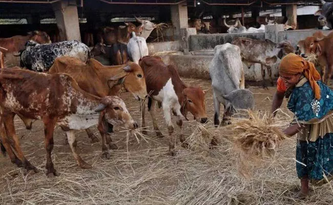 ಪರಿಶಿಷ್ಟರ ಕಲ್ಯಾಣ ನಿಧಿಯನ್ನು ಗೋವು, ಧಾರ್ಮಿಕ ಕೇಂದ್ರಗಳಿಗೆ ವೆಚ್ಚ ಮಾಡಿದ ಮಧ್ಯಪ್ರದೇಶ