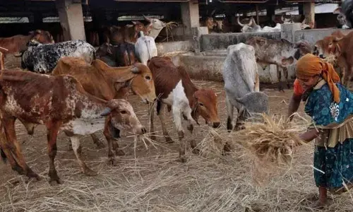 ಪರಿಶಿಷ್ಟರ ಕಲ್ಯಾಣ ನಿಧಿಯನ್ನು ಗೋವು, ಧಾರ್ಮಿಕ ಕೇಂದ್ರಗಳಿಗೆ ವೆಚ್ಚ ಮಾಡಿದ ಮಧ್ಯಪ್ರದೇಶ