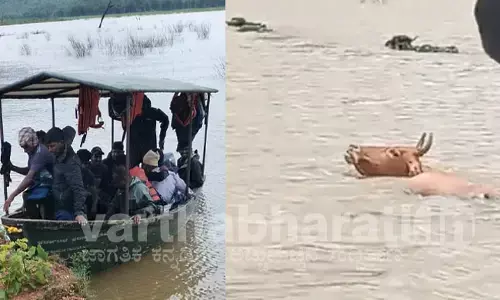 ಚಿಕ್ಕಮಗಳೂರು: ಭದ್ರಾ ನದಿ ಮಧ್ಯೆ ಸಿಲುಕಿದ್ದ ದನಗಳ ರಕ್ಷಣೆ