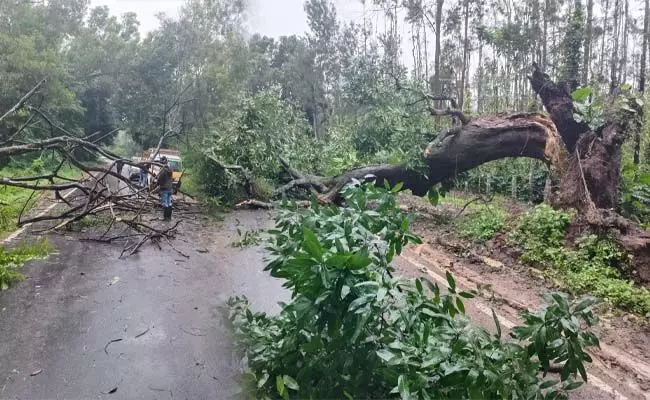 ಚಿಕ್ಕಮಗಳೂರು: ಮಲೆನಾಡಿನಲ್ಲಿ ಮತ್ತೆ ಮಳೆ ಆರ್ಭಟ; ಧರಾಶಾಹಿಯಾದ ಬೃಹತ್‌ ಮರಗಳು
