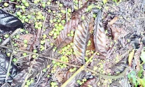 ವಿಪರೀತ ಮಳೆ: ಕೊಡಗಿನಲ್ಲಿ ಕಾಫಿ ಬೆಳೆಗೆ ಅಪಾರ ಹಾನಿ