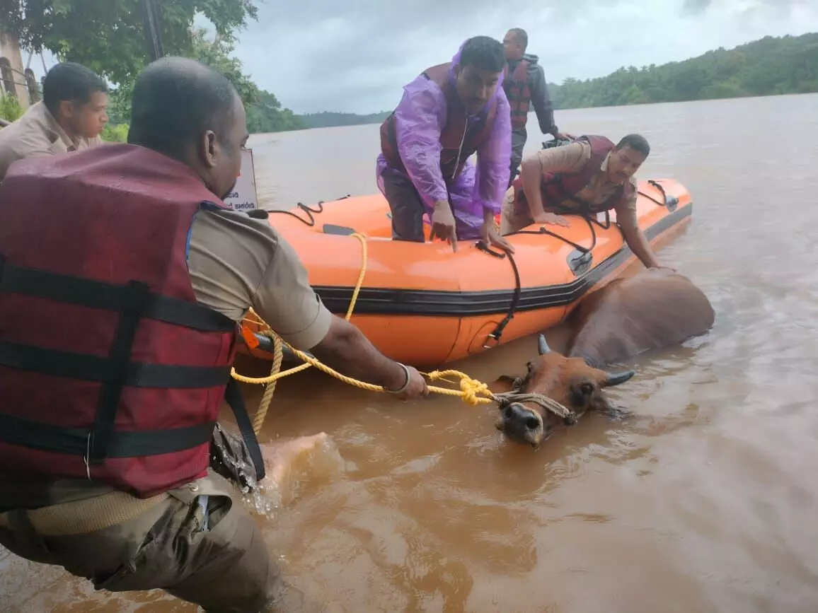 ಉಪ್ಪಿನಂಗಡಿ: ನದಿಯಲ್ಲಿ ತೇಲಿ ಬರುತ್ತಿದ್ದ ದನದ ರಕ್ಷಣೆ; ಸಾರ್ವಜನಿಕರ ಪ್ರಶಂಸೆಗೆ ಪಾತ್ರವಾದ ಪ್ರವಾಹ ರಕ್ಷಣಾ ತಂಡ ಉಪ್ಪಿನಂಗಡಿ: ನದಿಯಲ್ಲಿ ತೇಲಿ ಬರುತ್ತಿದ್ದ ದನದ ರಕ್ಷಣೆ; ಸಾರ್ವಜನಿಕರ ಪ್ರಶಂಸೆಗೆ ಪಾತ್ರವಾದ ಪ್ರವಾಹ ರಕ್ಷಣಾ ತಂಡ
