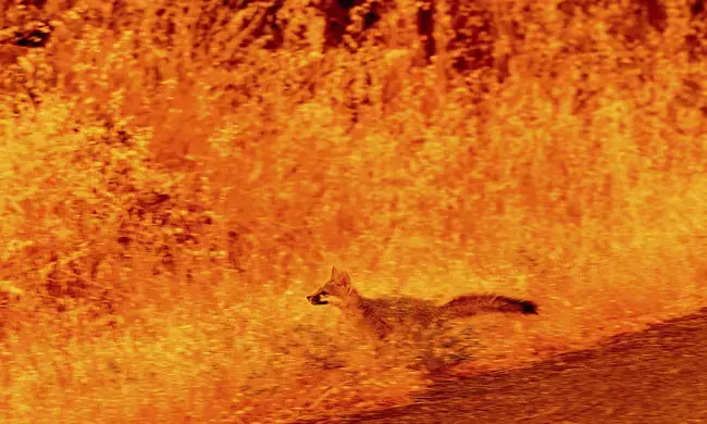 ಪಪುವಾ ನ್ಯೂಗಿನಿಯಾ | 26 ಗ್ರಾಮಸ್ಥರ ಹತ್ಯೆ, ಮನೆಗೆ ಬೆಂಕಿ