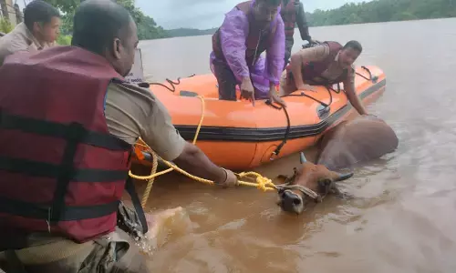 ಉಪ್ಪಿನಂಗಡಿ: ನದಿಯಲ್ಲಿ ತೇಲಿ ಬರುತ್ತಿದ್ದ ದನದ ರಕ್ಷಣೆ; ಸಾರ್ವಜನಿಕರ ಪ್ರಶಂಸೆಗೆ ಪಾತ್ರವಾದ ಪ್ರವಾಹ ರಕ್ಷಣಾ ತಂಡ