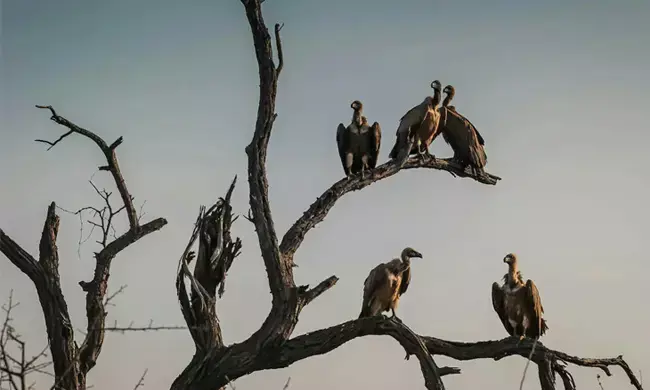 ಭಾರತದಲ್ಲಿ ರಣಹದ್ದುಗಳ ಸಂಖ್ಯೆಯಲ್ಲಿ ಕುಸಿತ | 5 ವರ್ಷಗಳಲ್ಲಿ ಐದು ಲಕ್ಷ ಮಾನವರ ಸಾವಿಗೆ ಕಾರಣ : ವರದಿ