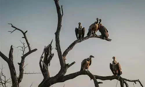 ಭಾರತದಲ್ಲಿ ರಣಹದ್ದುಗಳ ಸಂಖ್ಯೆಯಲ್ಲಿ ಕುಸಿತ | 5 ವರ್ಷಗಳಲ್ಲಿ ಐದು ಲಕ್ಷ ಮಾನವರ ಸಾವಿಗೆ ಕಾರಣ : ವರದಿ