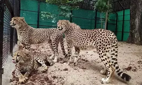 ಚೀತಾಗಳ ನಿರ್ವಹಣೆ ಕುರಿತ ಆರ್ ಟಿ ಐ ಅರ್ಜಿ | ರಾಷ್ಟ್ರೀಯ ಭದ್ರತೆಯನ್ನು ಉಲ್ಲೇಖಿಸಿ ಮಾಹಿತಿ ನಿರಾಕರಿಸಿದ ಮಧ್ಯ ಪ್ರದೇಶ ಅರಣ್ಯ ಇಲಾಖೆ