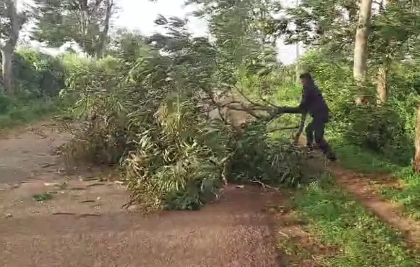 ಚಾಮರಾಜನಗರ: ವಿಪರೀತ ಗಾಳಿಗೆ ಧರೆಗುರುಳಿದ ಮರಗಳು; ವಾಹನ ಸಂಚಾರ ಅಸ್ತವ್ಯಸ್ತ ಚಾಮರಾಜನಗರ: ವಿಪರೀತ ಗಾಳಿಗೆ ಧರೆಗುರುಳಿದ ಮರಗಳು; ವಾಹನ ಸಂಚಾರ ಅಸ್ತವ್ಯಸ್ತ