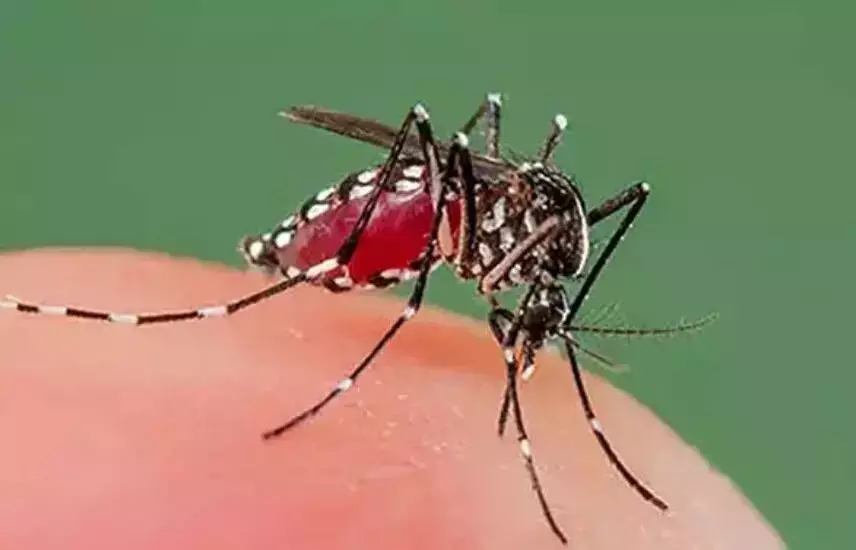 ರಾಜ್ಯದಲ್ಲಿ ಒಂದೇ ದಿನ 320 ಮಂದಿಗೆ ಡೆಂಗಿ ದೃಢ, 96 ಮಂದಿ ಆಸ್ಪತ್ರೆಗೆ ದಾಖಲು