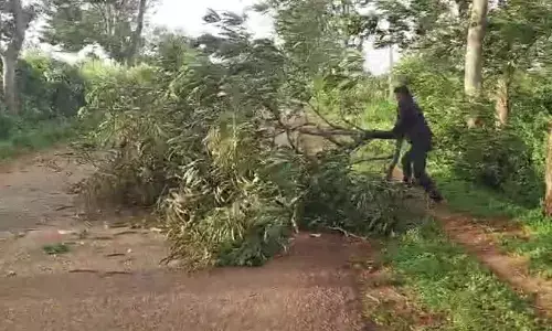 ಚಾಮರಾಜನಗರ: ವಿಪರೀತ ಗಾಳಿಗೆ ಧರೆಗುರುಳಿದ ಮರಗಳು; ವಾಹನ ಸಂಚಾರ ಅಸ್ತವ್ಯಸ್ತ