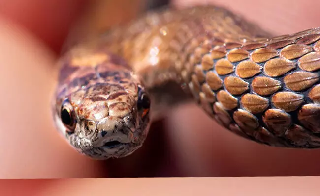 ದೇಶದಲ್ಲಿ ಪ್ರತಿವರ್ಷ 50,000 ಜನರು ಹಾವು ಕಡಿತದಿಂದ ಸಾವು ದೇಶದಲ್ಲಿ ಪ್ರತಿವರ್ಷ 50,000 ಜನರು ಹಾವು ಕಡಿತದಿಂದ ಸಾವು