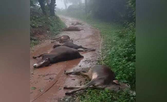 ಮಡಿಕೇರಿ | ತುಂಡಾಗಿ ರಸ್ತೆಗೆ ಬಿದ್ದಿದ್ದ ವಿದ್ಯುತ್ ತಂತಿ ಸ್ಪರ್ಶಿಸಿ 6 ಹಸುಗಳು ಸಾವು