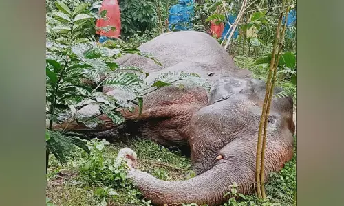 ಮಡಿಕೇರಿ | ಕಾಫಿ ತೋಟದಲ್ಲಿ ಕಾಡಾನೆಯ ಕಳೇಬರ ಪತ್ತೆ