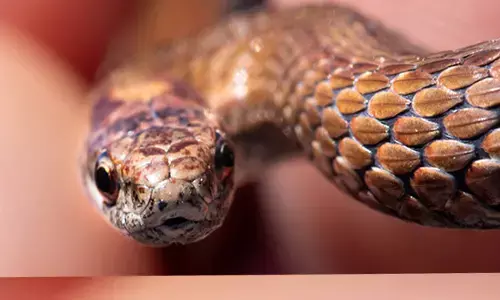 ದೇಶದಲ್ಲಿ ಪ್ರತಿವರ್ಷ 50,000 ಜನರು ಹಾವು ಕಡಿತದಿಂದ ಸಾವು