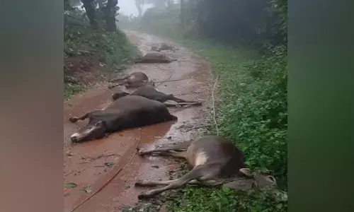 ಮಡಿಕೇರಿ | ತುಂಡಾಗಿ ರಸ್ತೆಗೆ ಬಿದ್ದಿದ್ದ ವಿದ್ಯುತ್ ತಂತಿ ಸ್ಪರ್ಶಿಸಿ 6 ಹಸುಗಳು ಸಾವು