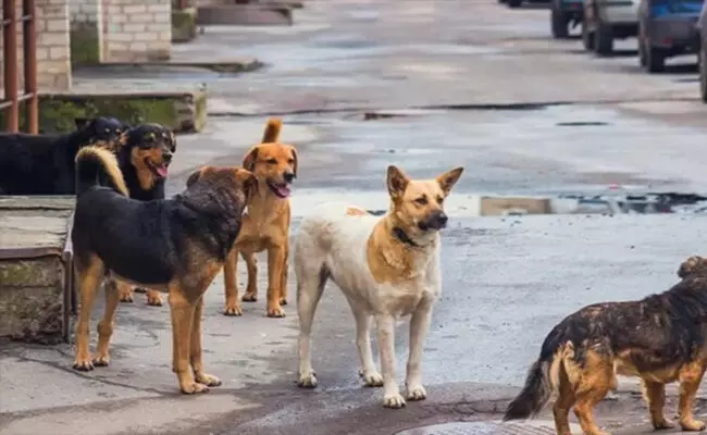 ಉತ್ತರ ಪ್ರದೇಶ | ಭೂವಿವಾದದಲ್ಲಿ ಜೀವಂತವಾಗಿ ಹೂತು ಹಾಕಿದ್ದ ಯುವಕನನ್ನು ರಕ್ಷಿಸಿದ ಬೀದಿನಾಯಿಗಳು ಉತ್ತರ ಪ್ರದೇಶ | ಭೂವಿವಾದದಲ್ಲಿ ಜೀವಂತವಾಗಿ ಹೂತು ಹಾಕಿದ್ದ ಯುವಕನನ್ನು ರಕ್ಷಿಸಿದ ಬೀದಿನಾಯಿಗಳು