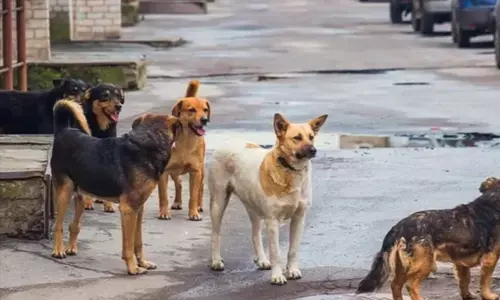 ಉತ್ತರ ಪ್ರದೇಶ | ಭೂವಿವಾದದಲ್ಲಿ ಜೀವಂತವಾಗಿ ಹೂತು ಹಾಕಿದ್ದ ಯುವಕನನ್ನು ರಕ್ಷಿಸಿದ ಬೀದಿನಾಯಿಗಳು