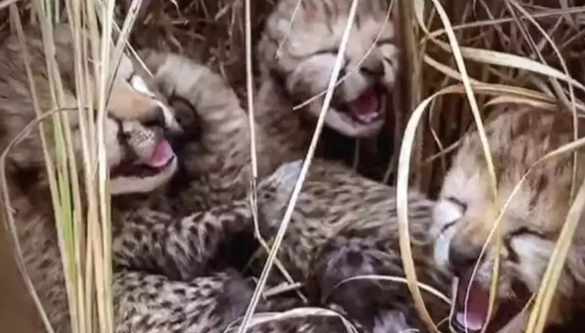 ಮಧ್ಯಪ್ರದೇಶ: ಕುನೊ ರಾಷ್ಟ್ರೀಯ ಉದ್ಯಾನವನದಲ್ಲಿ ಮತ್ತೊಂದು ಚೀತಾ ಮರಿ ಸಾವು