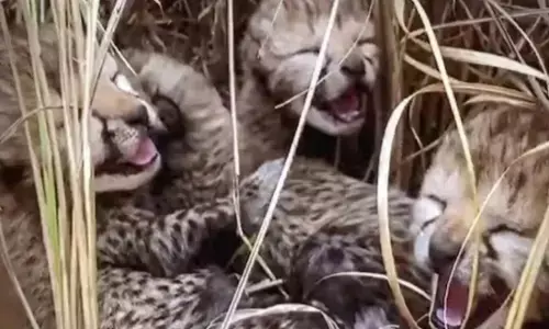 ಮಧ್ಯಪ್ರದೇಶ: ಕುನೊ ರಾಷ್ಟ್ರೀಯ ಉದ್ಯಾನವನದಲ್ಲಿ ಮತ್ತೊಂದು ಚೀತಾ ಮರಿ ಸಾವು