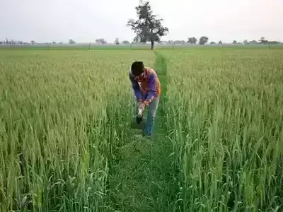 ಚೀನಾದಿಂದ ರೂ. 6127 ಕೋಟಿ ಮೌಲ್ಯದ ಯೂರಿಯಾ ಆಮದು!