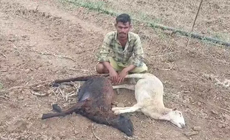 ಚಾಮರಾಜನಗರ : ಚಿರತೆ ದಾಳಿಗೆ ಎರಡು ಮೇಕೆಗಳು ಬಲಿ ಚಾಮರಾಜನಗರ : ಚಿರತೆ ದಾಳಿಗೆ ಎರಡು ಮೇಕೆಗಳು ಬಲಿ