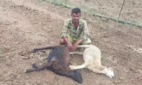 ಚಾಮರಾಜನಗರ : ಚಿರತೆ ದಾಳಿಗೆ ಎರಡು ಮೇಕೆಗಳು ಬಲಿ