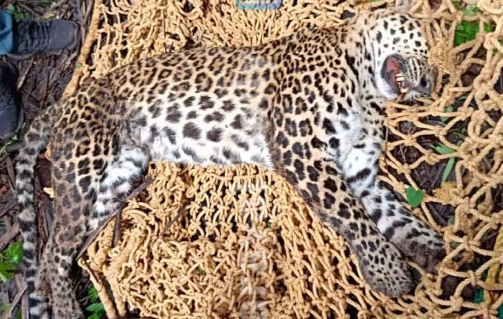 ಕಾಸರಗೋಡು: ಉರುಳಿಗೆ ಸಿಲುಕಿ ಚಿರತೆ ಸಾವು ಕಾಸರಗೋಡು: ಉರುಳಿಗೆ ಸಿಲುಕಿ ಚಿರತೆ ಸಾವು