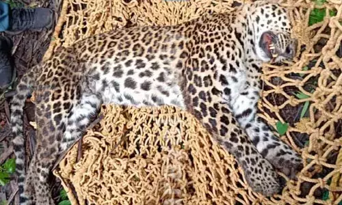 ಕಾಸರಗೋಡು: ಉರುಳಿಗೆ ಸಿಲುಕಿ ಚಿರತೆ ಸಾವು