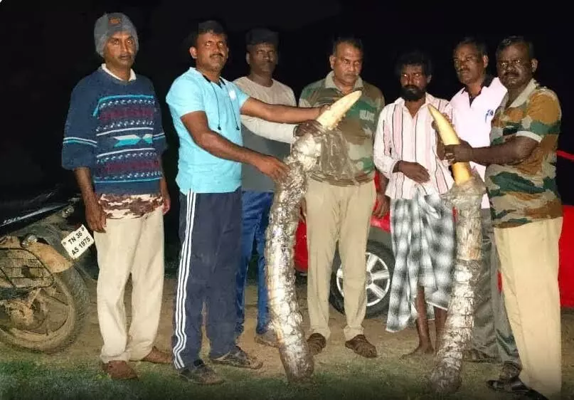 ಚಾಮರಾಜನಗರ: ಆನೆ ದಂತ ಕಳ್ಳ ಸಾಗಣೆ; ಆರೋಪಿಯ ಬಂಧನ ಚಾಮರಾಜನಗರ: ಆನೆ ದಂತ ಕಳ್ಳ ಸಾಗಣೆ; ಆರೋಪಿಯ ಬಂಧನ