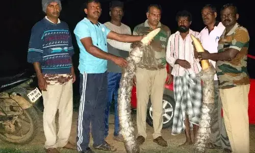 ಚಾಮರಾಜನಗರ: ಆನೆ ದಂತ ಕಳ್ಳ ಸಾಗಣೆ; ಆರೋಪಿಯ ಬಂಧನ