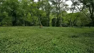 ಹತ್ತು ಸಾವಿರ ಹೆಕ್ಟೇರ್ ಸೆಕ್ಷನ್ 4 ಅಧಿಸೂಚನೆಯಿಂದ ಹೊರಕ್ಕೆ!