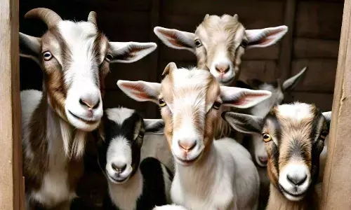 ಉತ್ತರ ಪ್ರದೇಶ | ಮೇಕೆಗಳ ಮಾರಾಟಕ್ಕೆ ಸಂಬಂಧಿಸಿದಂತೆ ನಡೆದ ಜಗಳದಲ್ಲಿ ತನ್ನ ತಾಯಿಗೇ ಬೆಂಕಿ ಹಚ್ಚಿದ ಪುತ್ರ